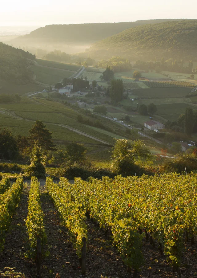 Vue des vignobles à partir d'une montgolfière