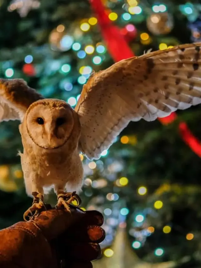 Feeries Noel Vougeot Corinne Gauthray