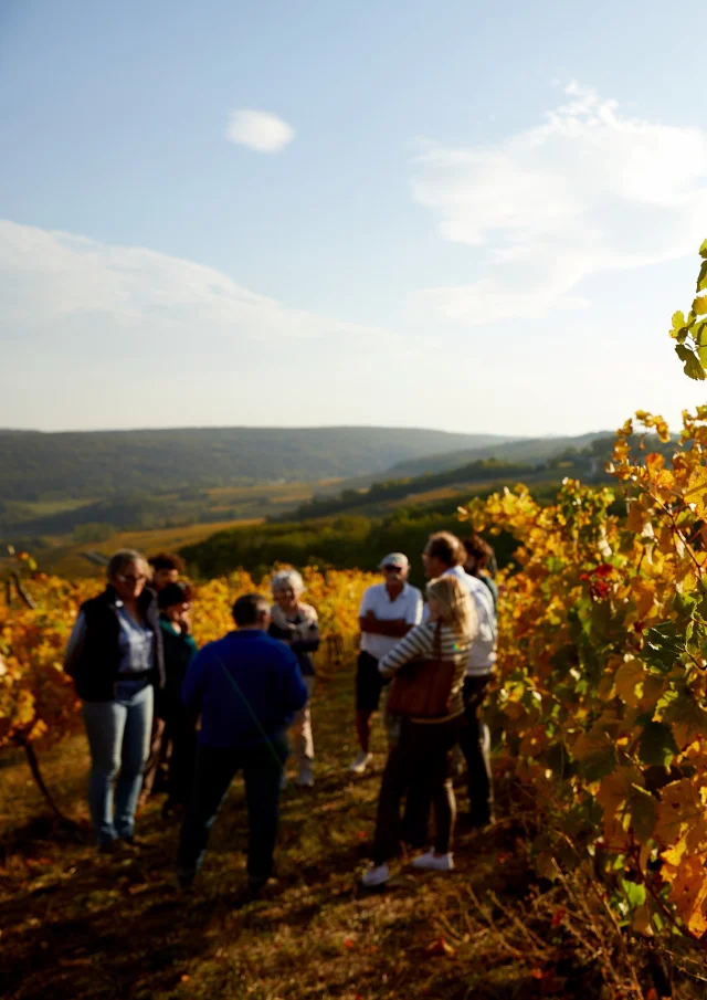 Rocault Soleil Automne