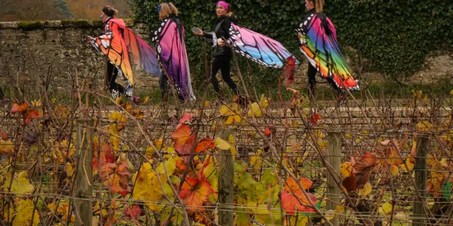 Corrida de venda de vinhos