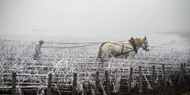 Jean walks in his vineyard in Savigny les Beaune. 2020-05-02. Photography by Michel Joly / Hans Lucas.
Jean marche dans ses vignes a Savigny les Beaune. 2020-05-02. Photographie par Michel Joly / Hans Lucas.
