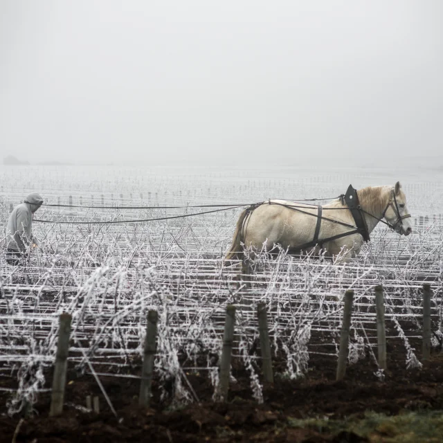 Jean walks in his vineyard in Savigny les Beaune. 2020-05-02. Photography by Michel Joly / Hans Lucas.
Jean marche dans ses vignes a Savigny les Beaune. 2020-05-02. Photographie par Michel Joly / Hans Lucas.