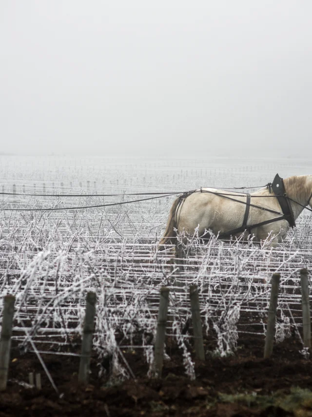Jean walks in his vineyard in Savigny les Beaune. 2020-05-02. Photography by Michel Joly / Hans Lucas.
Jean marche dans ses vignes a Savigny les Beaune. 2020-05-02. Photographie par Michel Joly / Hans Lucas.