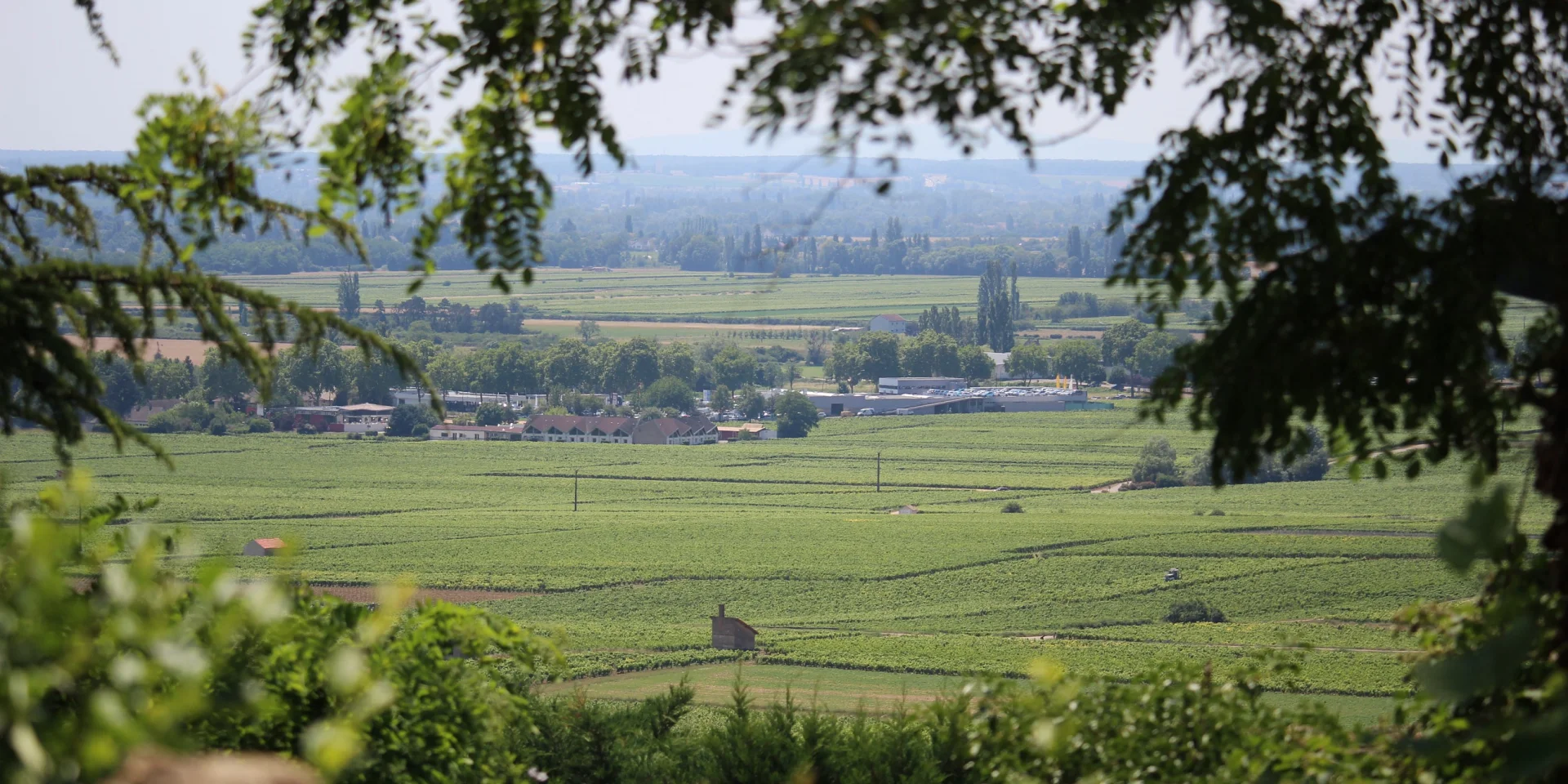 Vignes paysage nature OTI BEAUNE
