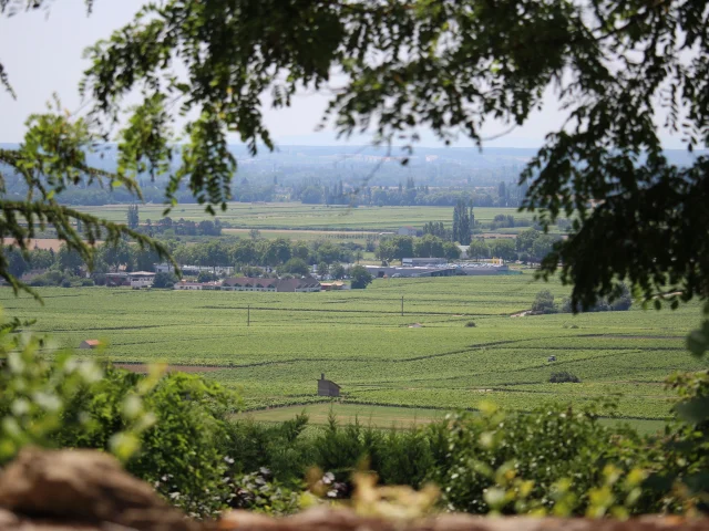 Vignes paysage nature OTI BEAUNE
