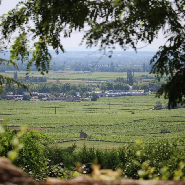 Vignes paysage nature OTI BEAUNE