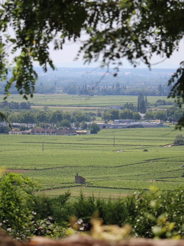 Vignes paysage nature OTI BEAUNE