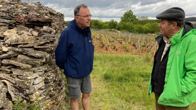 Saudação Burgundy Vineyards