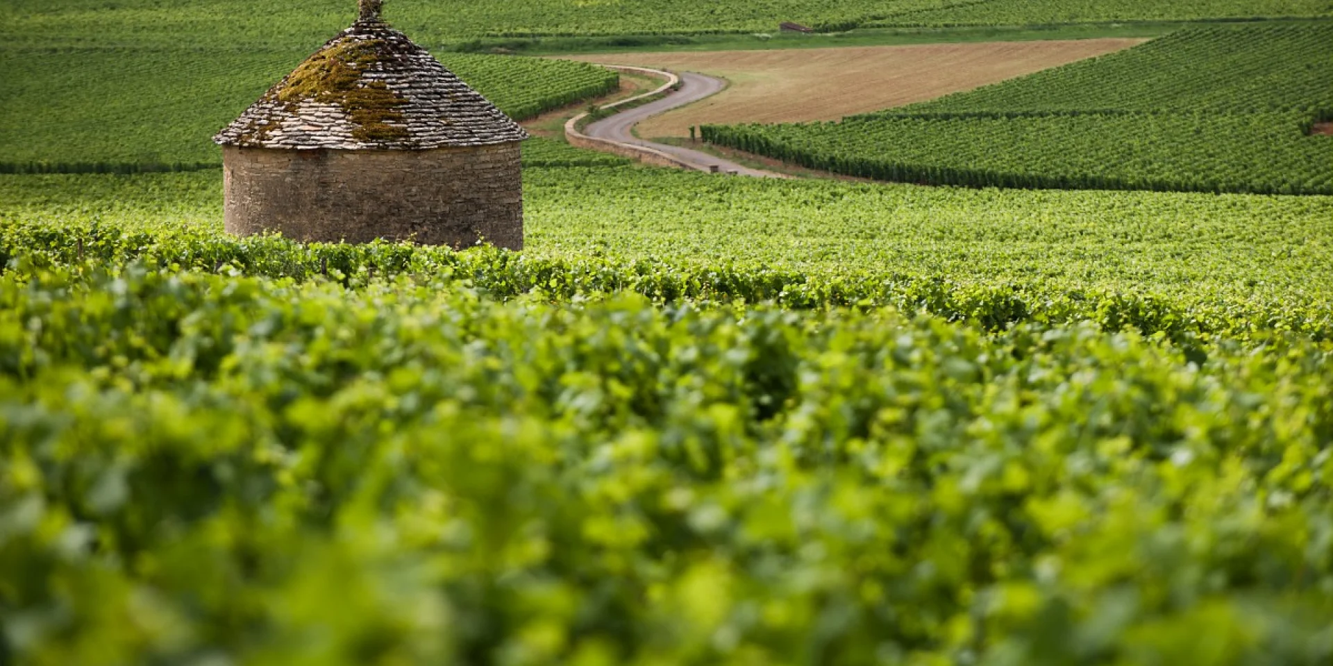 cabotte dans les vignes
