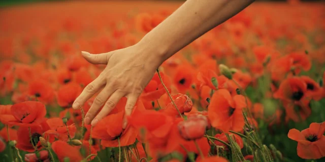 femme dans un champ de coquelicot