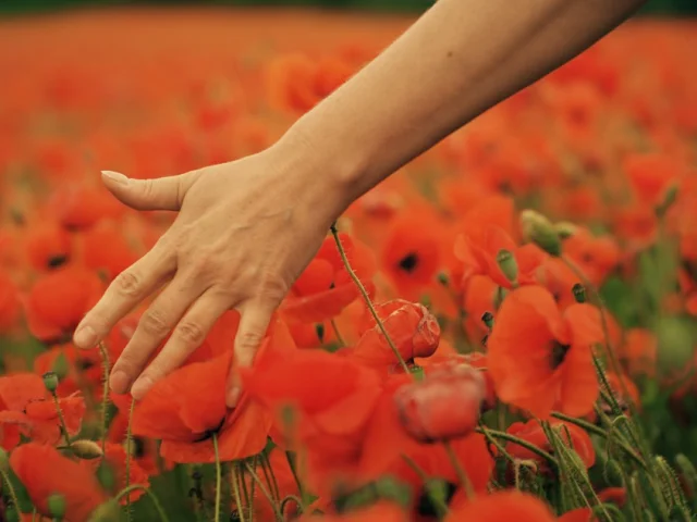 femme dans un champ de coquelicot