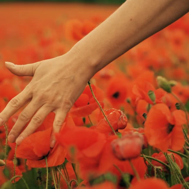 femme dans un champ de coquelicot