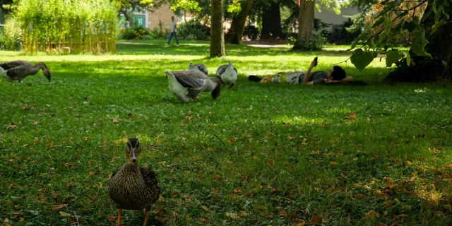 canars dans l'herbe et en arrière plan une personne allongée dans l'herbe