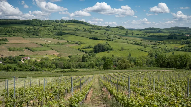 Vignes Hautes Cotes