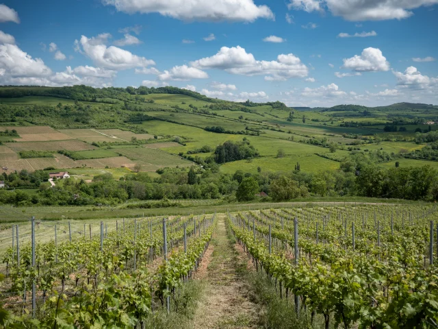 Vignes Hautes Cotes