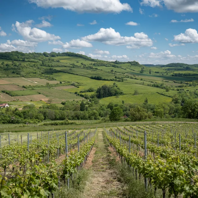 Vignes Hautes Cotes