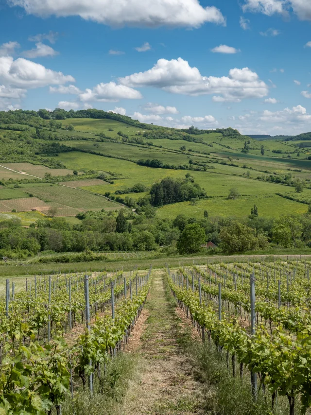 Hautes Cotes vineyards