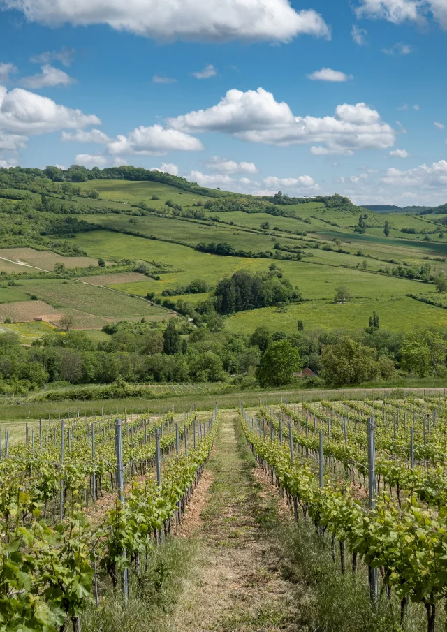Vignes Hautes Cotes