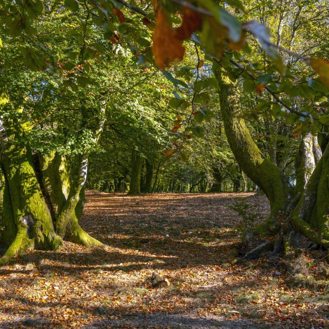 arbres queules avec formes particulier