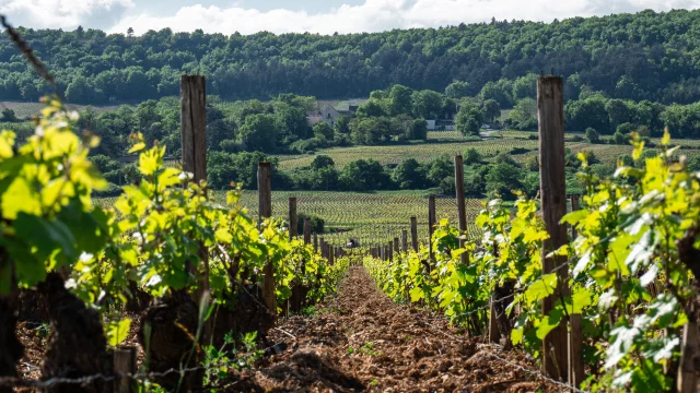 photo prise à terre dans un rayon de vigne au printemps