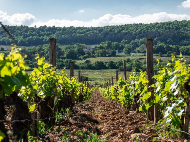 photo prise à terre dans un rayon de vigne au printemps