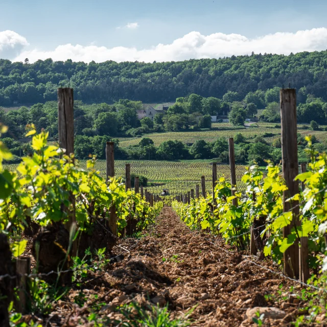 photo prise à terre dans un rayon de vigne au printemps