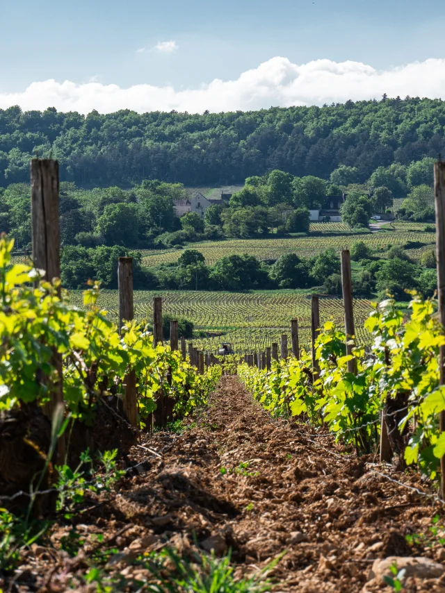 photo prise à terre dans un rayon de vigne au printemps