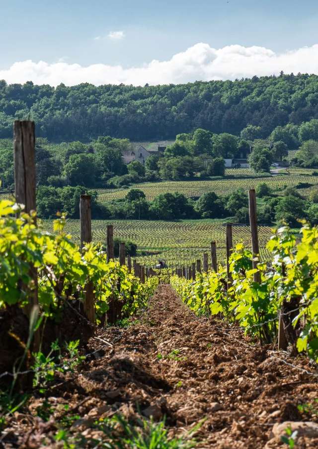 photo prise à terre dans un rayon de vigne au printemps