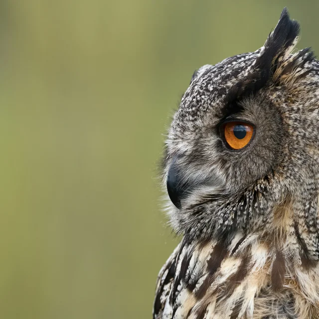 Hibou Grand-Duc