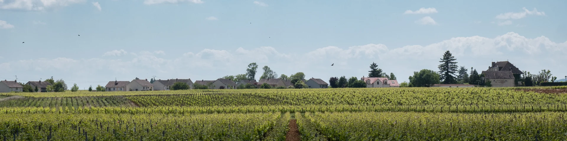 rangs de vignes et ciel bleu