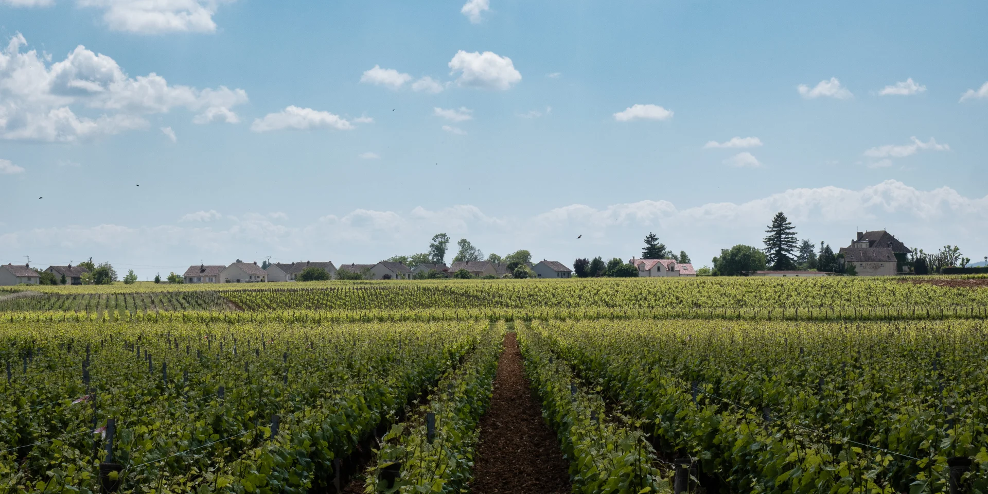 Best time to visit Burgundy France vineyards on a wine trip