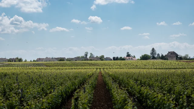 rangs de vignes et ciel bleu