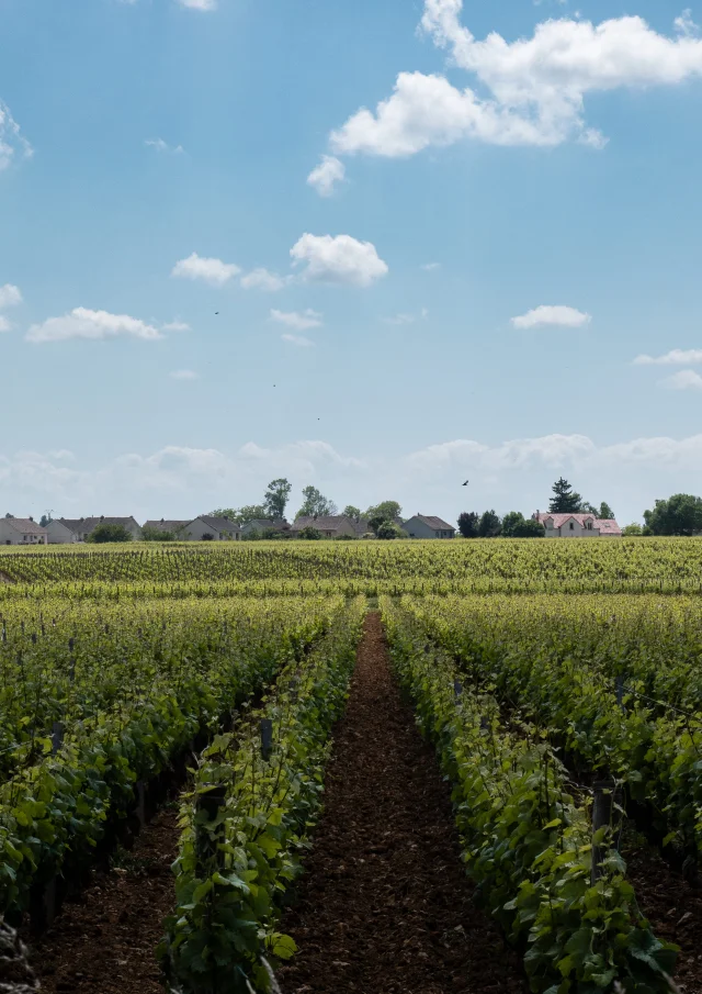 rangs de vignes et ciel bleu