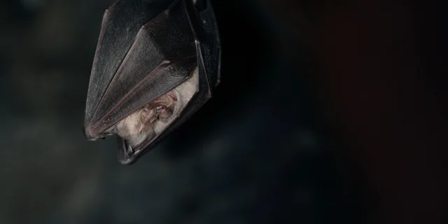 image d'une Chauve-souris Grand Rhinolophe