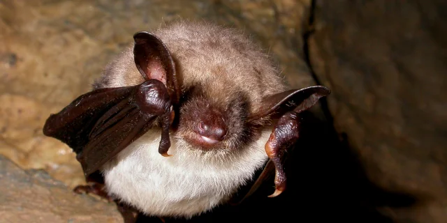 Chauve-souris Grand Murin