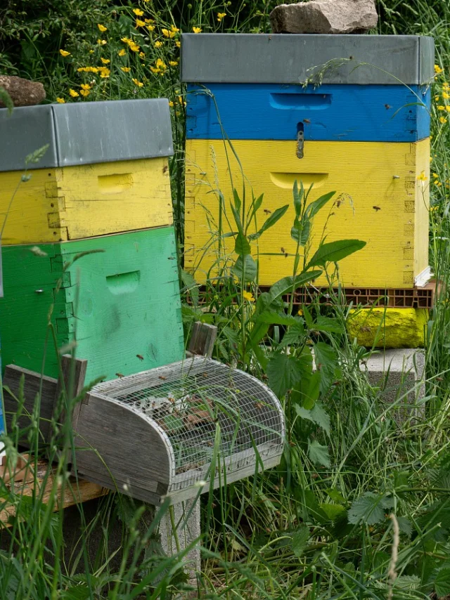 Domaine de la Cozanne