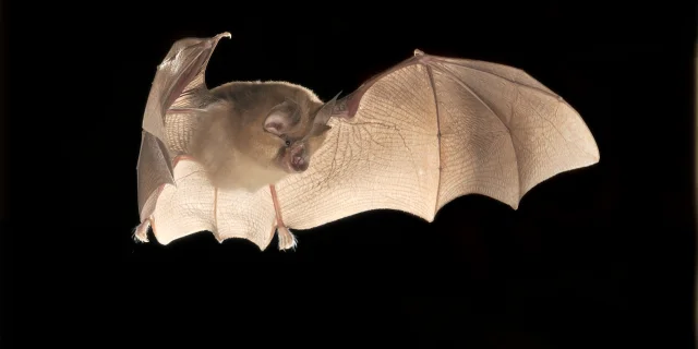 image d'une chauve-souris Petit Rhinolophe