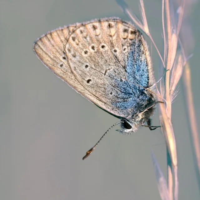 Azurée de la croisette