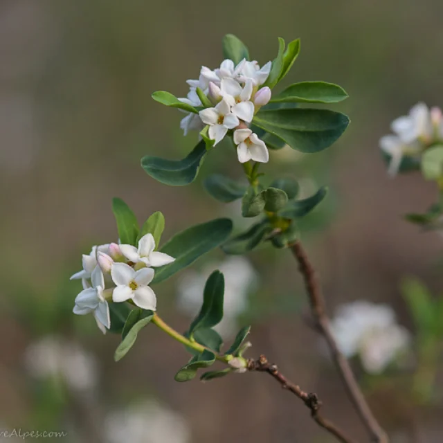 Daphne des alpes