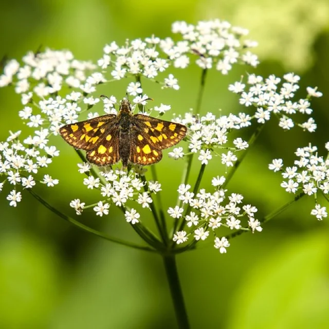 Damier de la succise