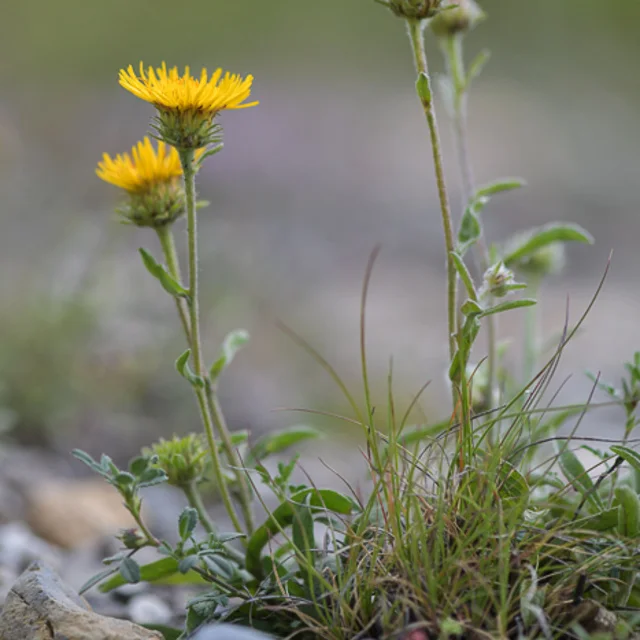 Inule des montagnes