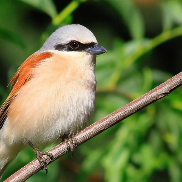 La Pie-grièche écorcheur
