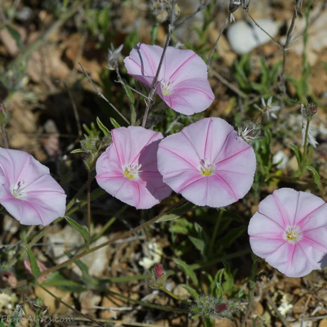 Liseron des Monts Cantabriques