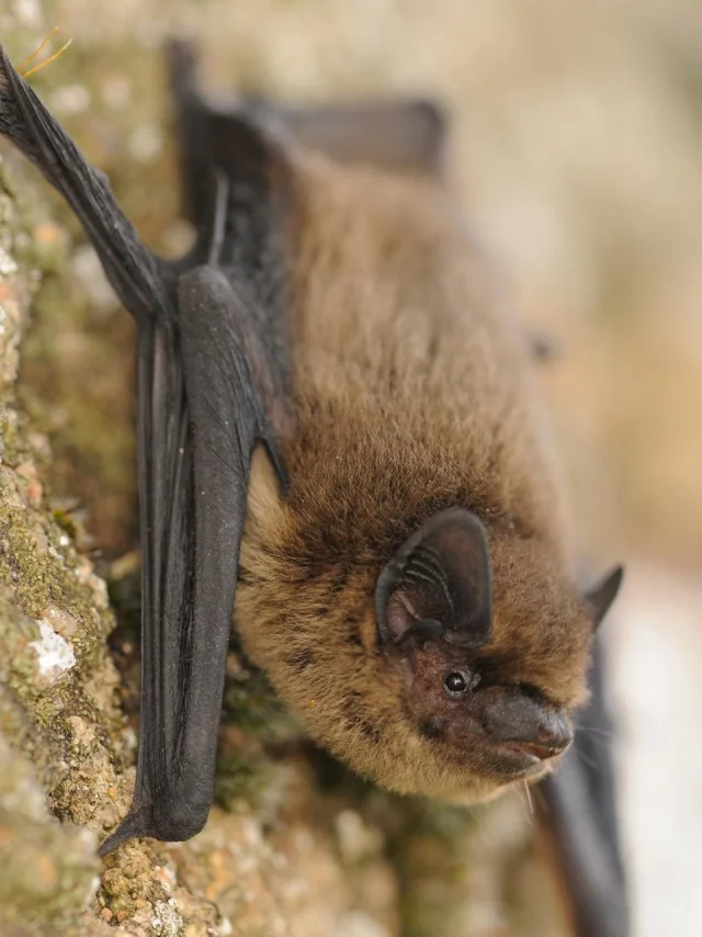 image Chauve-souris Pipistrelle