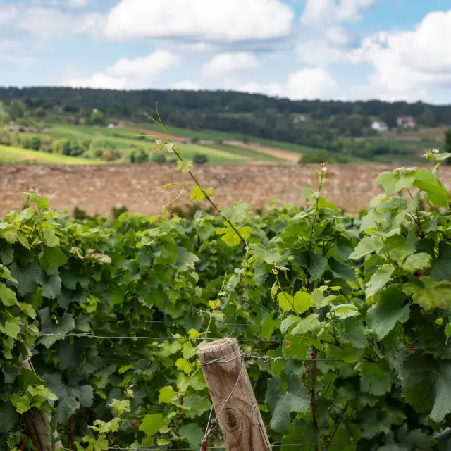 Domaine Baptiste Guyot